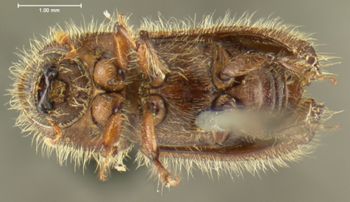 Media type: image; Entomology 1026   Aspect: habitus ventral view